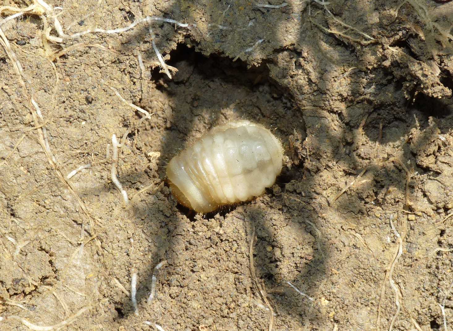 Larva mai vista: Vesperus luridus